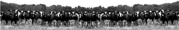 Illinois Dairy Summit January 25, 26, & 27, 2011 Goals for Optimum Calf/Heifer Management Strive for 95 percent or greater survival rate (birth - calving) Achieve optimal growth, avoid disease