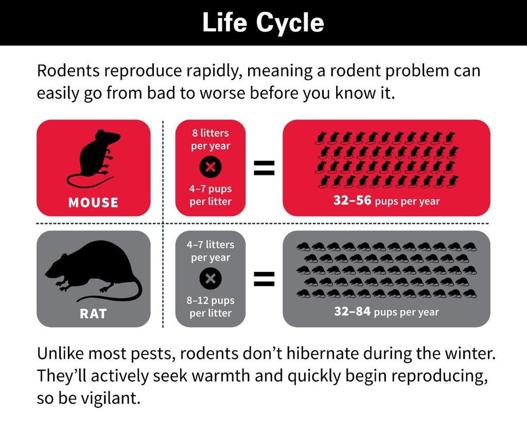 RODENT CONTROL UNDERSTANDING THE PEST