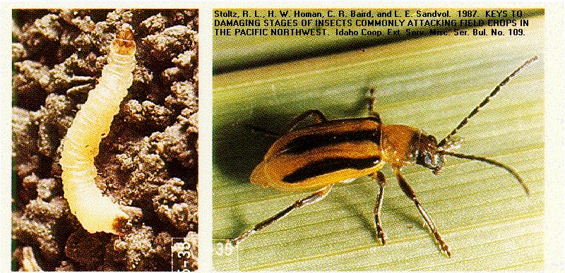 PESTICIDE RESISTANCE Currently, resistance to every synthetic insecticide used Random
