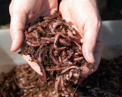 Vermicompost or Worm Casting Copyright 2010