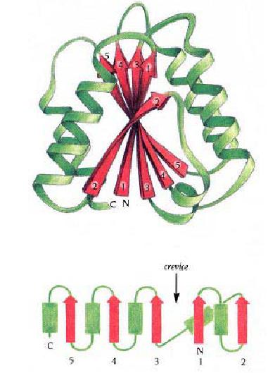 Typical Folds Fold: connectivity or arrangement of secondary structure elements.
