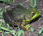 spring peeper, eastern gray treefrog, Cope s gray treefrog, green frog, pickerel frog, northern leopard frog, and wood frog.