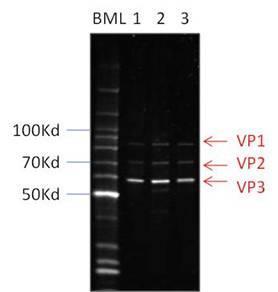 the viral structural proteins, VP1, VP2 and VP3 may be visualized by SYPRO Ruby staining and their size and relative intensity assessed with respect to contaminating proteins. Figure 2.