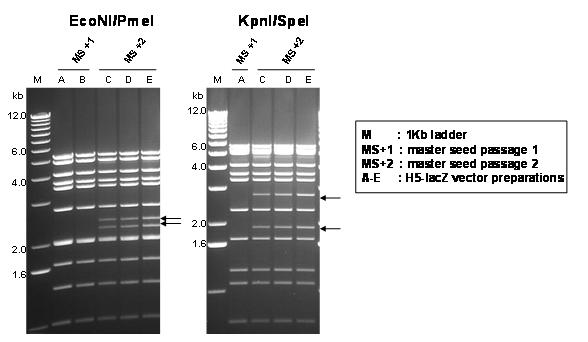 Figure 3. Restriction endonuclease analysis of AdHu5LacZ vector preparations.