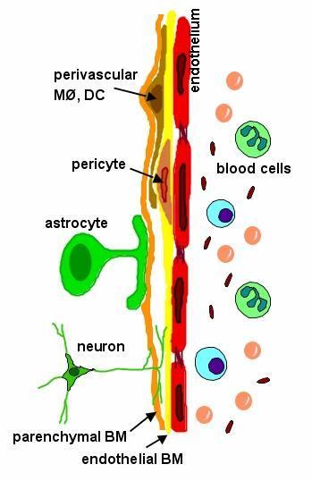 The neurovascular unit circulating blood elements highly specialized endothelial cells pericytes embedded in the