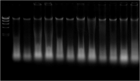 VII.Experimental Examples Experimental Example 1: Extraction of DNA from plant tissue. Arabidopsis sprouts, tomato sprouts, or spinach leaves were cut into 3mm-squares.