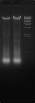 Experimental Example 2: Extraction of DNA from tobacco BY-2 cell culture 50 mg of tobacco cell culture was weighed in a microcentrifuge tube, washed with PBS, and then frozen at -20.