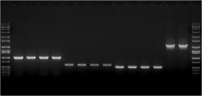 Experimental Example 3: PCR amplification using genomic DNA extracted in experiments 1 and 2 PCR was conducted using genomic DNA extracted in experiments 1 and 2 as the template. Template:0.