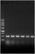 Experimental Example 5: PCR amplification using genomic DNA extracted in experiment 4 PCR amplification was conducted using genomic DNA extracted in experiment 4 as the template.