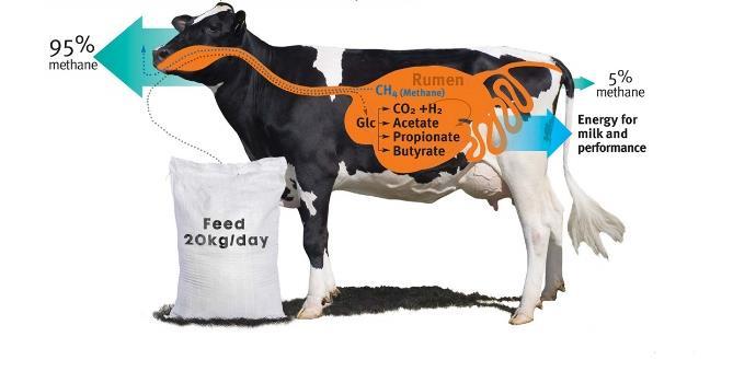 Innovation driving growth: clean cow