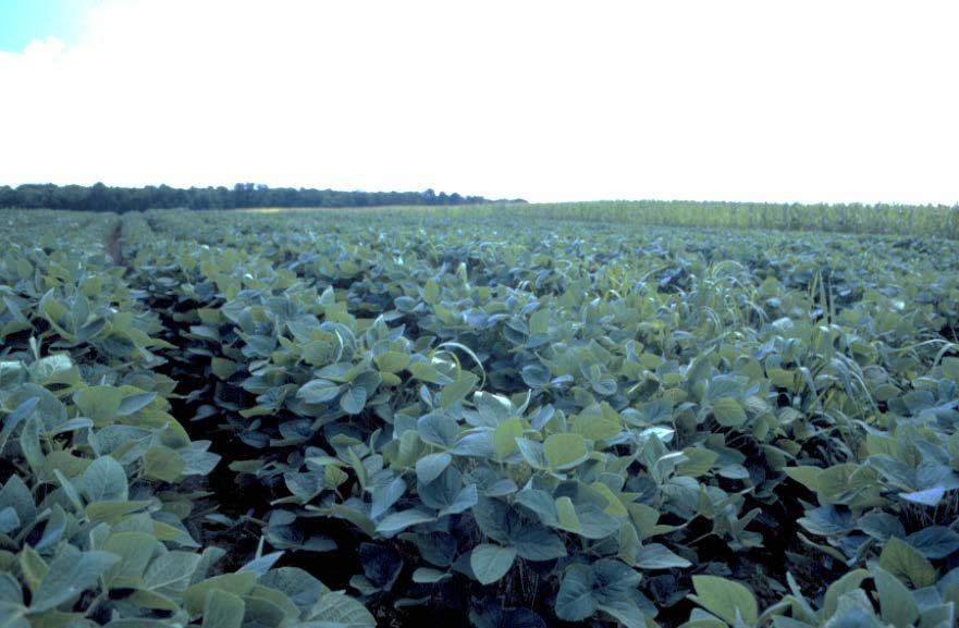 Soybeans following Corn Land, $266.00 Preharvest machinery, $38.