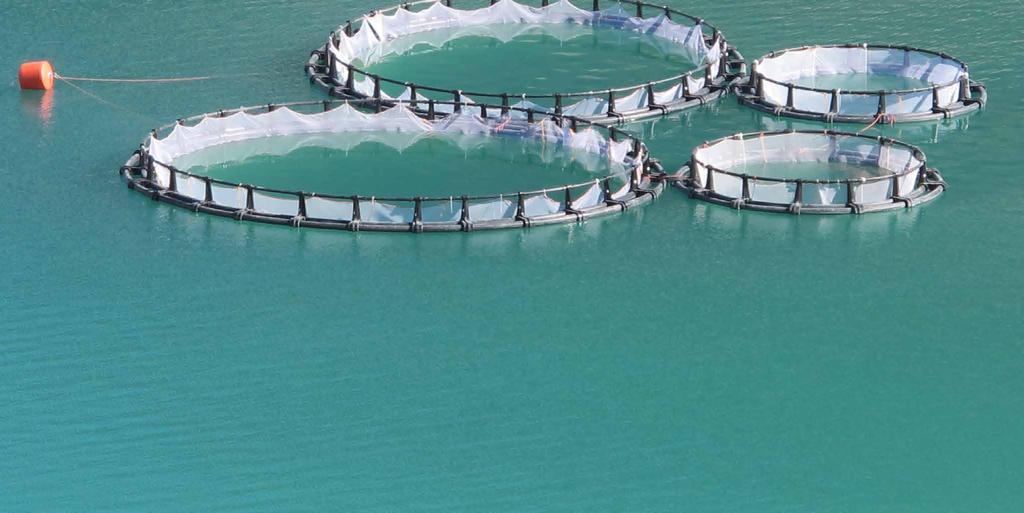 Aquaculture in Kingdom of Saudi Arabia Despite the great development achieved by aquaculture sector in KSA during the few last years, it remains a developing sector with regard to production volume,