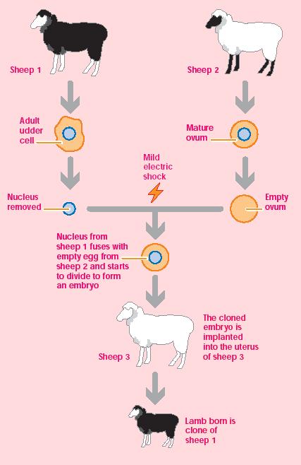 B1 REVISION CHAPTER 6 cont. Variation, reproduction & new technology Cloning How can you clone a plant? What is used to clone an animal? What type of reproduction is used for cloning?
