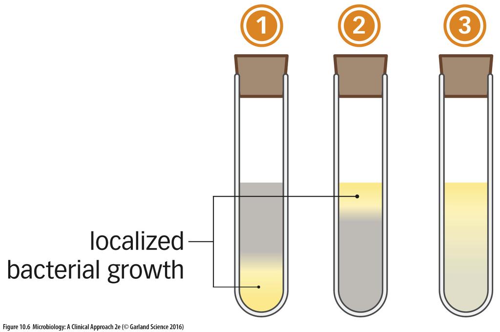 GROWTH OF ANAEROBIC ORGANISMS GROWTH OF ANAEROBIC ORGANISMS The second