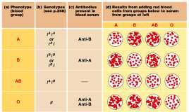 Blood type genotype phenotype phenotype status I A I A I A i type A I B I B I B i type B I A I B i i type AB type O type A oligosaccharides on surface of