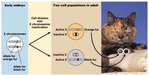 X-inactivation Female mammals inherit two X chromosomes one X becomes inactivated during embryonic development condenses into compact object = Barr body X-inactivation & tortoise shell cat 2
