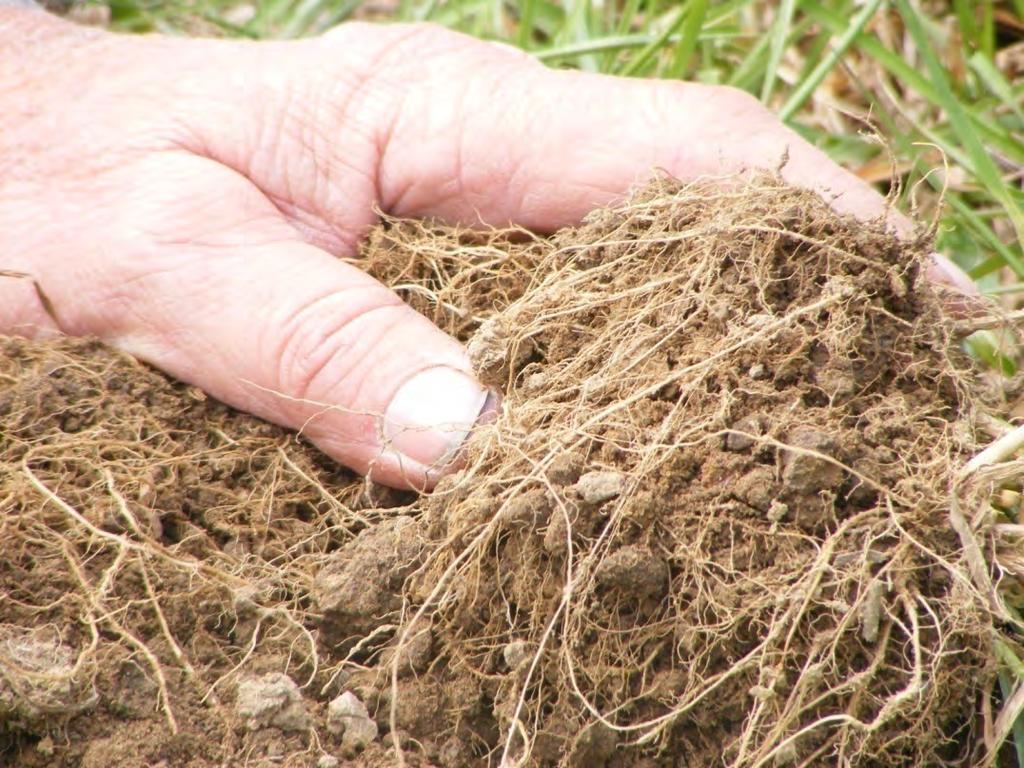 Root Density of Grass Cover Crops Winter Rye-less dense