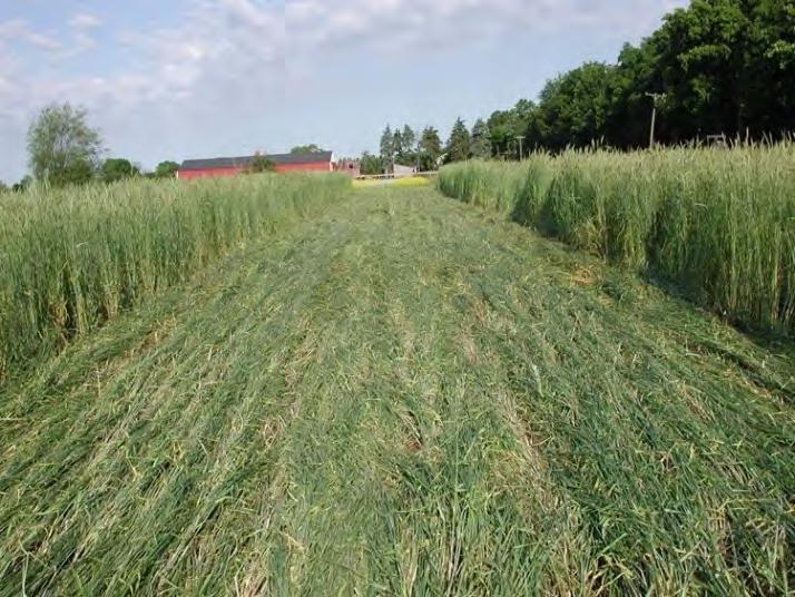 Winter Rye (Cereal Rye) Disadvantages May have allelopathic characteristics May get away from you in the spring and become difficult to kill Advantages Can be