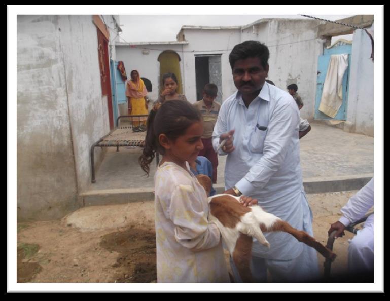 Families benefited by the project are on the way towards selfsufficiency. Livestock Vaccination took place in the targeted areas.