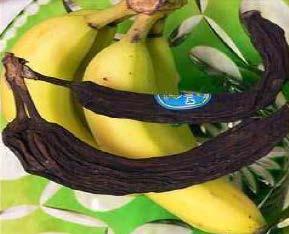 Element Level Inspection NBI Item Inspection Fair Condition Do nothing - $0.00 Rehabilitate all of the bananas - $3.