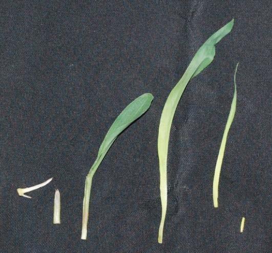 How do srnas behave following hybridization in maize?