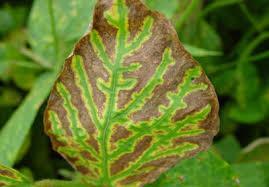 Sudden death syndrome (SDS) Caused by the fungal disease Fusarium virguliforme Potentially linked with SCN as nematode feeding allows entry of secondary pathogens Leaf symptoms caused by toxins