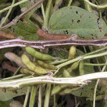 Brown stem rot (BSR) Pathogen survives in crop debris Infection occurs early in season but foliar symptoms