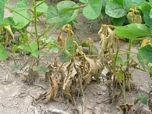 Phytopthora root rot (PRR) Excellent Average IP varieties Caused by soil borne pathogen Phytopthora sojae Most common on poorly drained soils Can infect at all plant stages when conditions favour