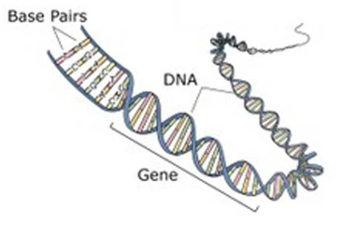 Jargon buster Image 1: The structure of DNA A double helix with base pairing 1 Image adapted from: National Human Genome Research Institute Allele An allele is one of two or more versions of a gene.