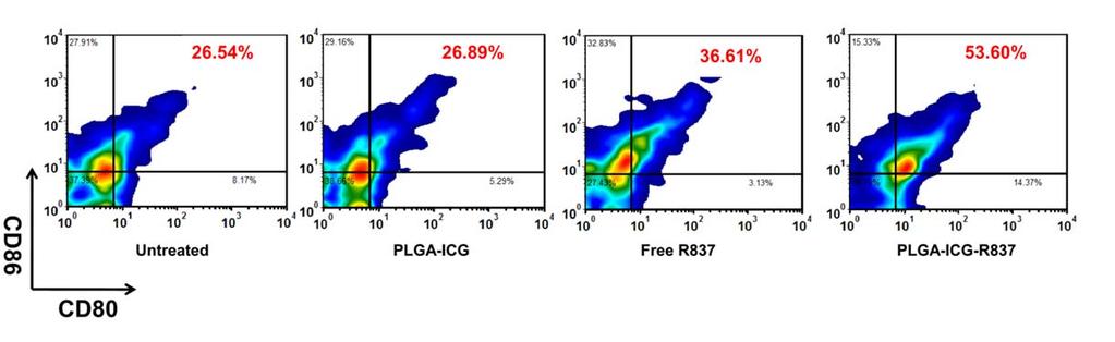 22 23 24 25 26 27 28 29 30 31 Supplementary Figure 3. In vivo DC maturation induced by PLGA-ICG-R837. BALB/c mice were s.c. injected with PLGA-ICG, Free R837 or PLGA-ICG-R837.