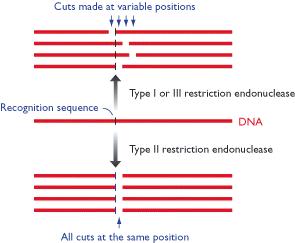 recombinant DNA technology is that some pairs of restriction enzymes have different recognition sequences but give the same sticky ends, examples being Sau3AI and BamHI, which both give a 5 GATC 3