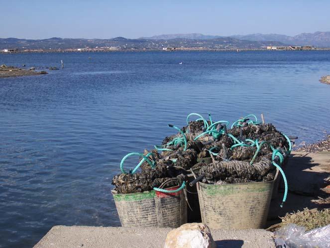 When the presence of toxins above regulatory levels is detected in shellfish, the result is the closure of the production area and that means the prohibition of shellfish extraction from this area