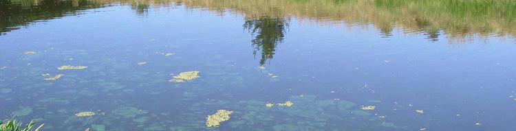 of algae and cyanobacteria (periphyton) on stream bed (biomass)
