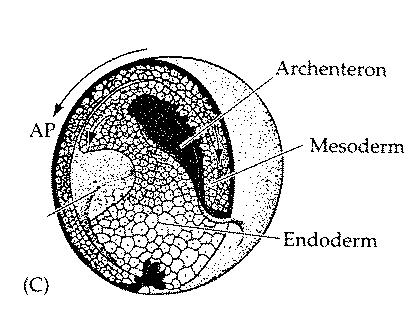 Fate Map of the Blastula: 3 Principle Germ