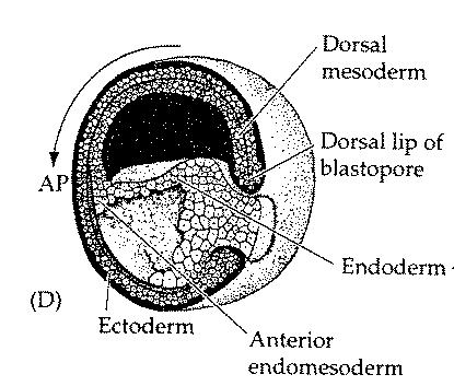 Ectoderm (Skin, Neurons) (Anterior) (Animal)