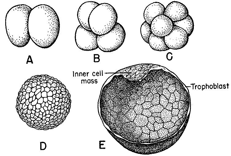The amount of yolk determines early cleavages and the shape of the blastula. 1. Isolecithal eggs (protochordates, mammals): 2. Mesolecithal eggs (amphibians): 3.