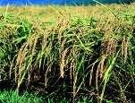 Crop Situation Index Crop situation index is an indicator to measure rice production situation of the year and is defined as a ratio of forecasted yield per 10a to normal yield per 10a.