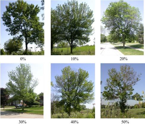 After EAB is found, removal of infested ROW trees will become a priority.