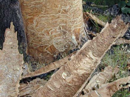 tree mortality is s-shaped