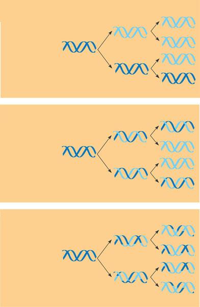 Models of DN Replication DN replication is semiconservative Each of the two new daughter molecules will have one old strand, derived from the parent molecule, and one newly made strand (a) (b)