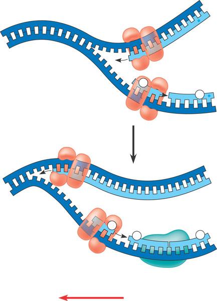Synthesis of leading and lagging strands during DN replication 1 DN pol Ill elongates DN strands only in the direction.