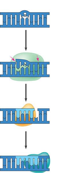In nucleotide excision repair, enzymes cut out and replace damaged stretches of DN 1 thymine dimer distorts the DN molecule.