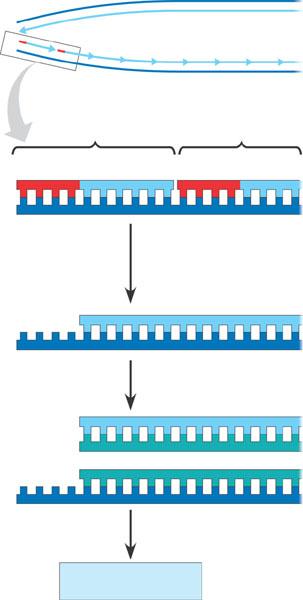 Replicating the Ends of DN Molecules he ends of eukaryotic chromosomal DN get shorter with each round of replication End of parental DN strands Leading strand Lagging strand Lagging strand Primer