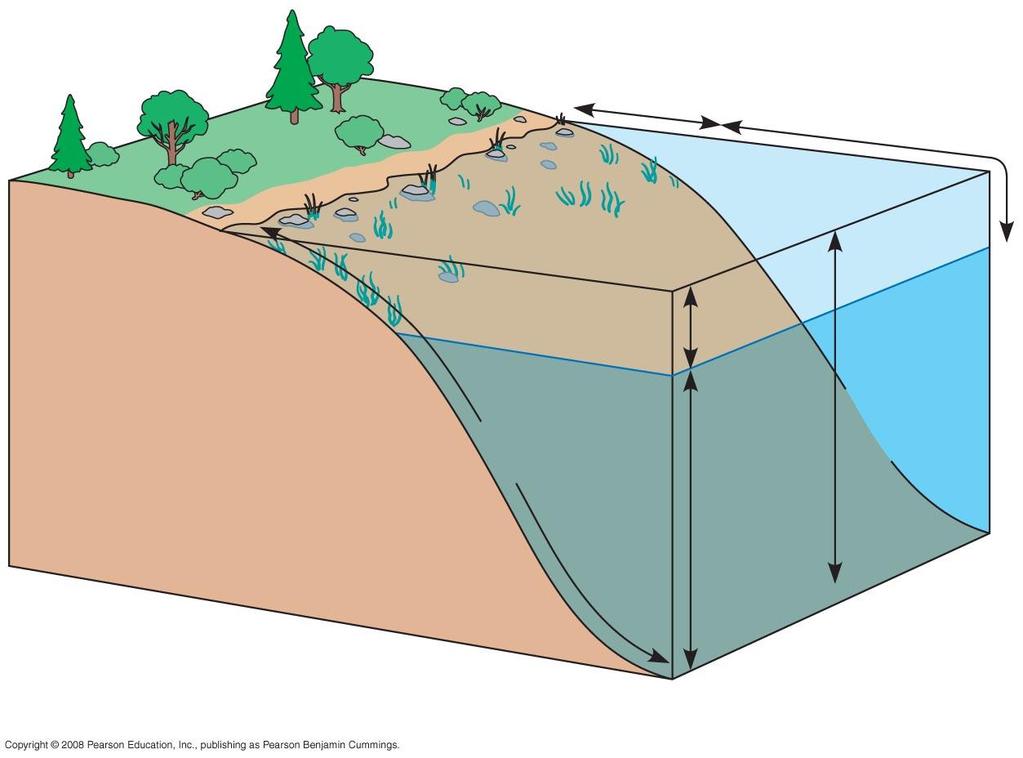 Fig. 52-16a Littoral zone Limnetic zone Photic zone