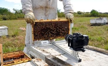 Monsanto Bee Health Seeking