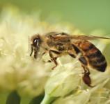 Merav Gleit Bee Health,