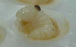 Varroa Destructor Mites are