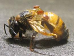 Bees 1 Varroa Mites (1)