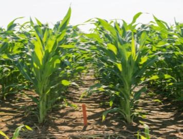 Acceleron SAS 1 Enhanced Disease Control Offering Important to Multi-Prong Approaches to Disease Control in Corn Systems approach combines disease resistance + differentiated seed treatments for