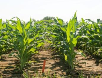 by Rhizoctonia, Fusarium and Colletotrichum Potential to increase yield disease rating scores Developing two new fungicides for corn growers; in collaboration with Bayer 2015 FIELD TRIALS